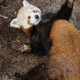 Illustration for article titled Exclusive Photos of the San Francisco Zoo's New Red Panda